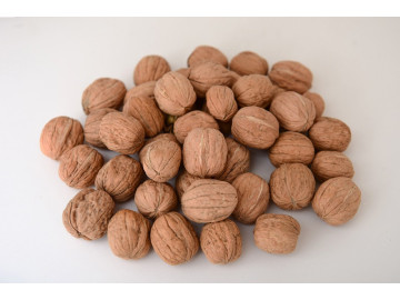 NOZ C CASCA 250GR